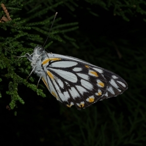 Belenois java at Freshwater Creek, VIC - 16 Nov 2020 11:08 PM