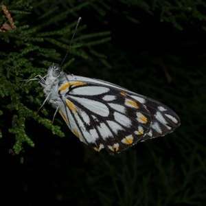 Belenois java at Freshwater Creek, VIC - 16 Nov 2020