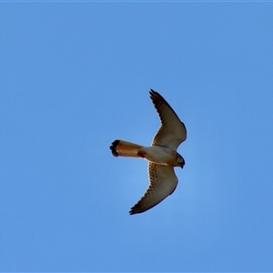 Falco cenchroides at Braidwood, NSW - 20 Oct 2024