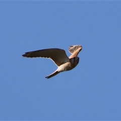 Falco cenchroides at Braidwood, NSW - 20 Oct 2024