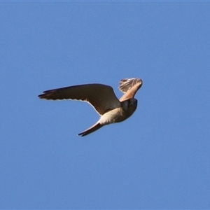 Falco cenchroides at Braidwood, NSW - suppressed