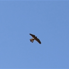 Falco cenchroides at Braidwood, NSW - 20 Oct 2024