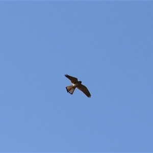 Falco cenchroides at Braidwood, NSW - 20 Oct 2024