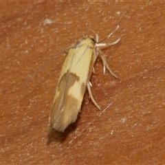 Stathmopoda crocophanes (Yellow Stathmopoda Moth) at Freshwater Creek, VIC - 19 Nov 2020 by WendyEM