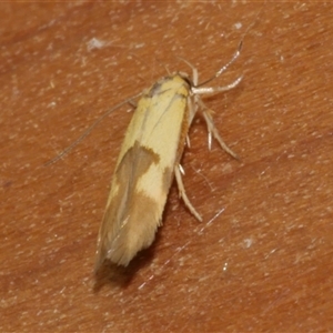 Stathmopoda crocophanes (Yellow Stathmopoda Moth) at Freshwater Creek, VIC by WendyEM