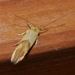 Stathmopoda crocophanes (Yellow Stathmopoda Moth) at Freshwater Creek, VIC by WendyEM