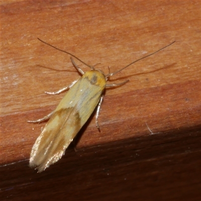 Stathmopoda crocophanes (Yellow Stathmopoda Moth) at Freshwater Creek, VIC - 19 Nov 2020 by WendyEM