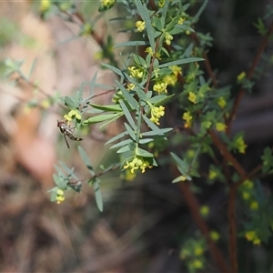 Pimelea pauciflora at Uriarra Village, ACT - 20 Oct 2024