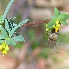 Pimelea pauciflora at Uriarra Village, ACT - 20 Oct 2024