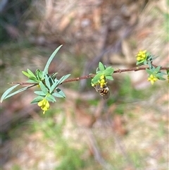 Pimelea pauciflora at Uriarra Village, ACT - 20 Oct 2024