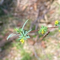 Pimelea pauciflora at Uriarra Village, ACT - 20 Oct 2024 01:56 PM