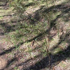 Pimelea pauciflora at Uriarra Village, ACT - 20 Oct 2024 01:56 PM