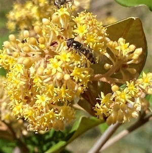 Pomaderris andromedifolia subsp. confusa at Uriarra Village, ACT - 20 Oct 2024 02:51 PM