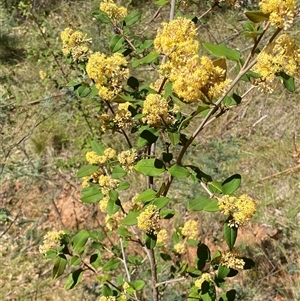 Pomaderris andromedifolia subsp. confusa at Uriarra Village, ACT - 20 Oct 2024