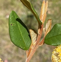 Pomaderris andromedifolia subsp. confusa at Uriarra Village, ACT - 20 Oct 2024 02:51 PM