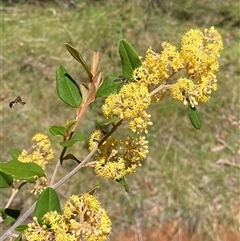 Pomaderris andromedifolia subsp. confusa at Uriarra Village, ACT - 20 Oct 2024 02:51 PM