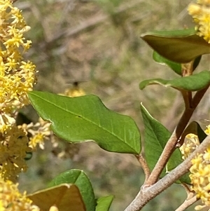 Pomaderris andromedifolia subsp. confusa at Uriarra Village, ACT - 20 Oct 2024 02:51 PM