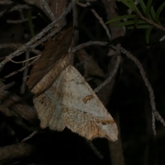 Dissomorphia australiaria (Dashed Geometrid, Ennominae) at Freshwater Creek, VIC - 21 Nov 2020 by WendyEM