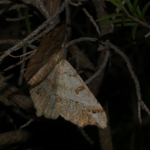 Dissomorphia australiaria at Freshwater Creek, VIC - 22 Nov 2020