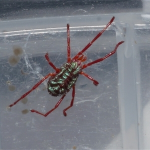 Rainbowia sp. (genus) at Freshwater Creek, VIC by WendyEM