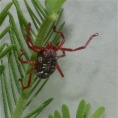 Rainbowia sp. (genus) at Freshwater Creek, VIC - 21 Nov 2020 12:30 PM