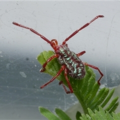 Rainbowia sp. (genus) at Freshwater Creek, VIC - 21 Nov 2020 12:30 PM