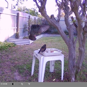 Sturnus vulgaris at North Albury, NSW - 6 Oct 2024