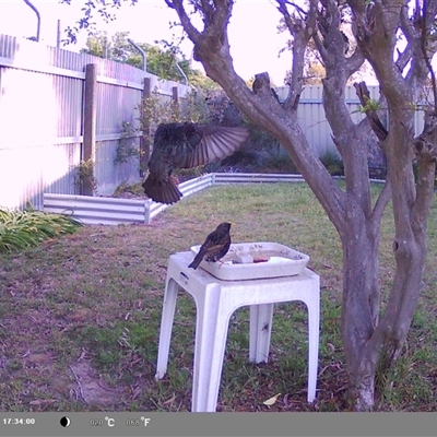 Sturnus vulgaris (Common Starling) at North Albury, NSW - 6 Oct 2024 by Darcy