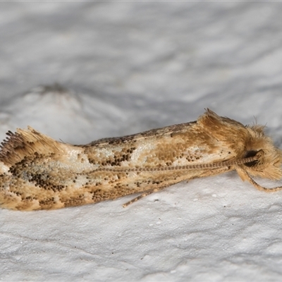 Moerarchis inconcisella (A tineid moth) at Melba, ACT - 17 Oct 2024 by kasiaaus