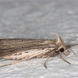 Lygephila fallax at Melba, ACT - 18 Oct 2024 12:03 AM