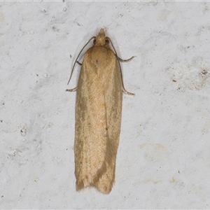 Merophyas divulsana at Melba, ACT - 17 Oct 2024 11:58 PM