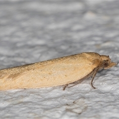 Merophyas divulsana at Melba, ACT - 17 Oct 2024 11:58 PM