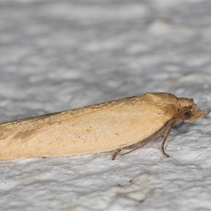 Merophyas divulsana at Melba, ACT - 17 Oct 2024 11:58 PM