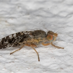 Austrotephritis poenia at Melba, ACT - 17 Oct 2024 11:59 PM