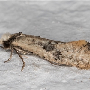 Monopis argillacea at Melba, ACT - 18 Oct 2024