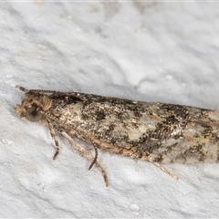 Isochorista ranulana (A Tortricid moth) at Melba, ACT - 17 Oct 2024 by kasiaaus