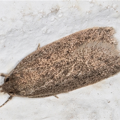 Chezala silvestris (Common Forest Moth) at Melba, ACT - 18 Oct 2024 by kasiaaus