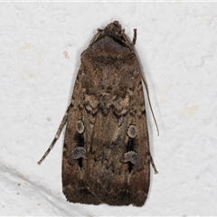 Agrotis infusa (Bogong Moth, Common Cutworm) at Melba, ACT - 17 Oct 2024 by kasiaaus