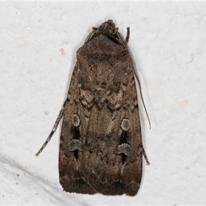 Agrotis infusa at Melba, ACT - 18 Oct 2024