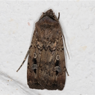 Agrotis infusa (Bogong Moth, Common Cutworm) at Melba, ACT - 18 Oct 2024 by kasiaaus