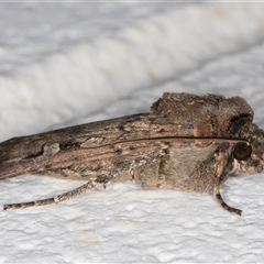 Agrotis infusa at Melba, ACT - 18 Oct 2024