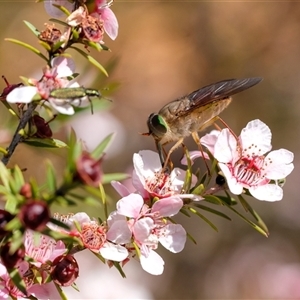 Dasybasis sp. (genus) at Penrose, NSW - suppressed