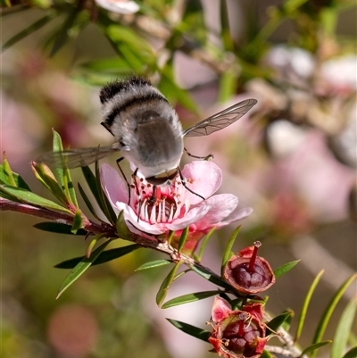 Meomyia sp. (Bee fly) at Penrose, NSW - 20 Oct 2024 by Aussiegall