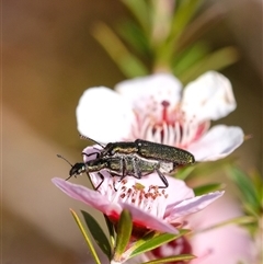 Eleale aspera (Clerid beetle) at Penrose, NSW - 20 Oct 2024 by Aussiegall