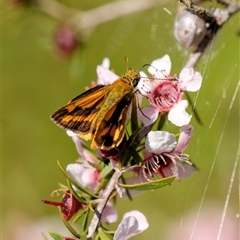 Ocybadistes walkeri at Penrose, NSW - 20 Oct 2024 by Aussiegall