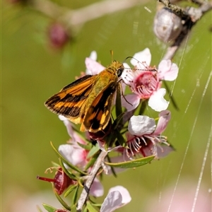 Ocybadistes walkeri at Penrose, NSW - suppressed