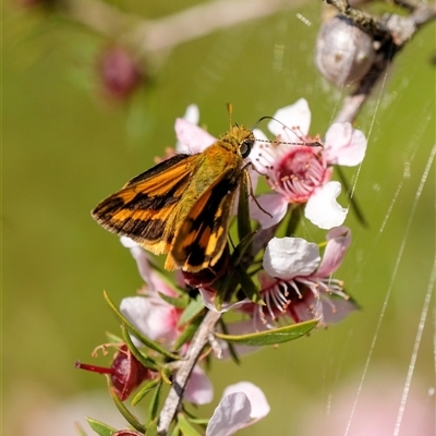 Ocybadistes walkeri (Green Grass-dart) at Penrose, NSW - 20 Oct 2024 by Aussiegall