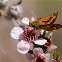 Ocybadistes walkeri at Penrose, NSW - suppressed