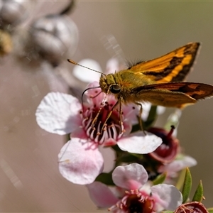 Ocybadistes walkeri at Penrose, NSW - suppressed