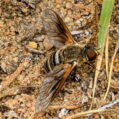 Villa sp. (genus) (Unidentified Villa bee fly) at Kalbarri, WA - 20 Oct 2024 by HelenCross